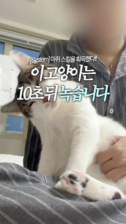 이 고양이는 10초 뒤 녹습니다