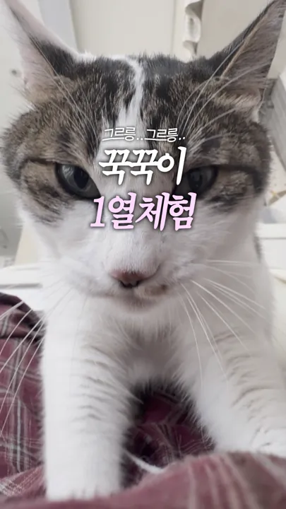 꾹꾹이 1열 체험