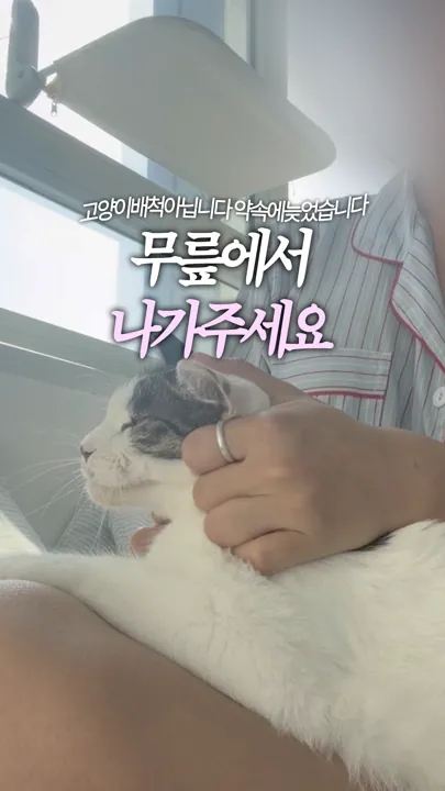 무릎에서 나가주세요