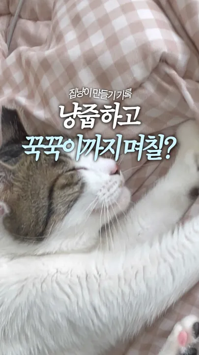 집냥이 적응기